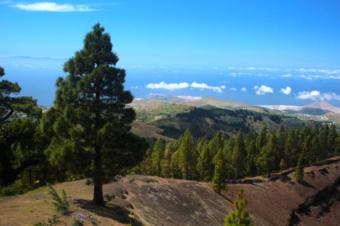 The Canary Pine and Its Unique Features