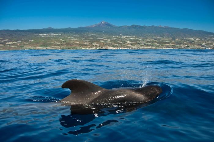 Dolphin and Whale Watching in Tenerife