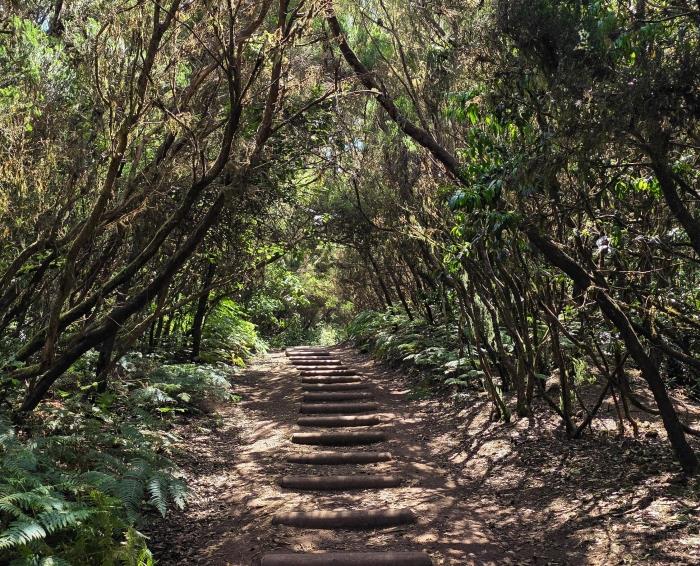 5 Wanderwege im Naturpark Anaga, die Sie kennen sollten